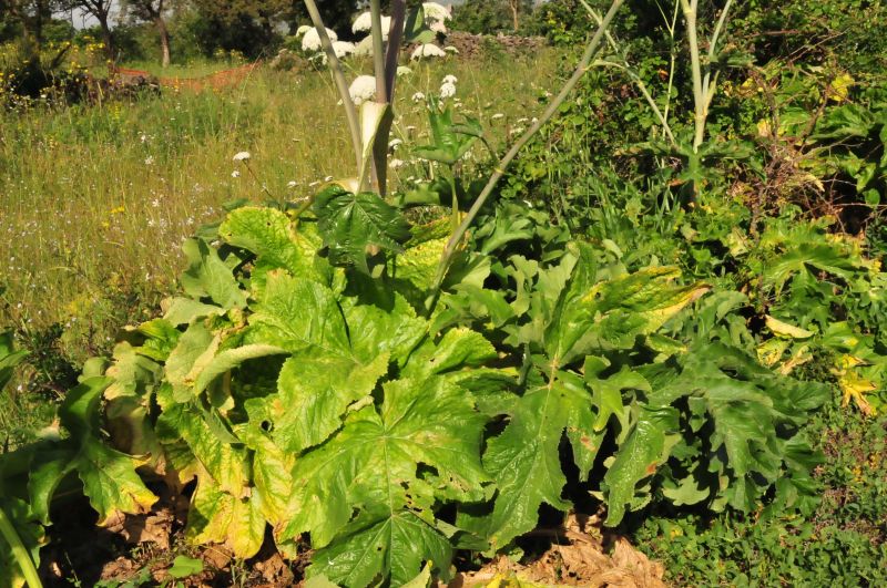 Magydaris pastinacea / Basilisco pseudo carota